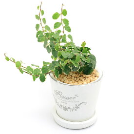 （観葉植物）フィカス　プミラ　サニーホワイト　フレグランドラウンドポットXXS植え（1鉢）　受皿付　鹿沼土　鉢植え　おしゃれ　室内　プレゼント