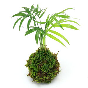 (観葉植物)苔玉 テーブルヤシ(1個)