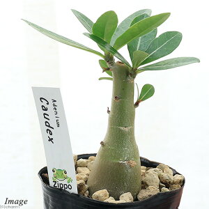 iAjAfjE@\}Z@3i1j@R[fbNX