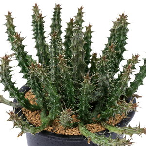 iAjKKC@X^yATX@̗Ƃqi^cmIgVSj@3i1j