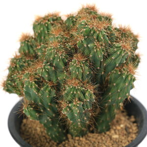 iAjT{e@PEX@q@3i1|bgj