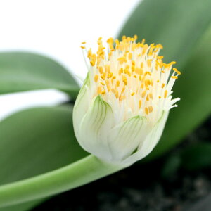 (多肉植物)マユハケオモト(ハエマンサス) 3〜4号(1鉢)