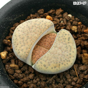 iAjg[vX@ʁ@1A@2D5i1j