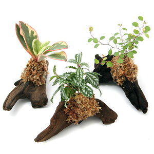 iϗtAjeE@~jϗtt؁@STCYi15cmji5{j