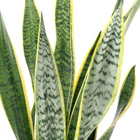（観葉植物）大型　インテリア　サンスベリア　7号（1鉢）