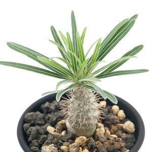 iϗtAjpL|fBE@OLX@@3i1jH`tt