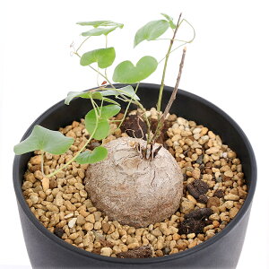 iAjfBIXRA@Gt@eB؃XiTbj@4i1j@t