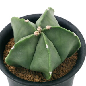 iAjT{e@AXgtBc@ɗڗaPʁiwL|EMNj@3i1j