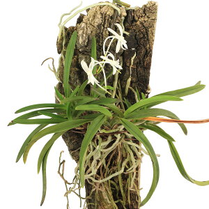 iR쑐jtELixMj@RNti1jixԁj