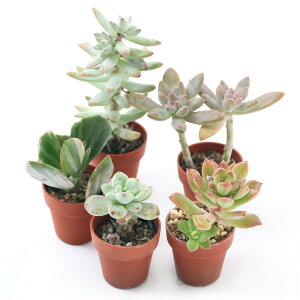 iAj󂠂i@܂v`@3cmd|bgAi5|bgjitj