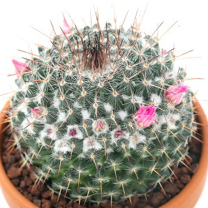 iAjfĔ@T{e@}~A@niLY~j@3i1j