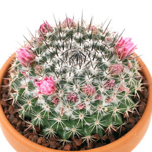 iAjfĔ@T{e@}~A@ԊہigEJ}j@3i1j