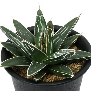 iAjAKx@̐iTTmLj@3i1j