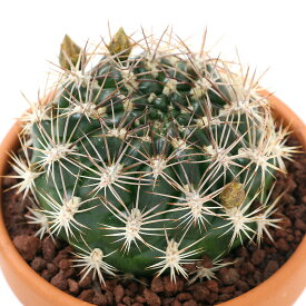 （多肉植物）素焼鉢　サボテン　レブチア　花笠丸（ハナガサマル）　3号（1鉢）