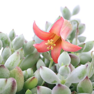 (多肉植物)コチレドン ペンデンス 3号(1ポット)