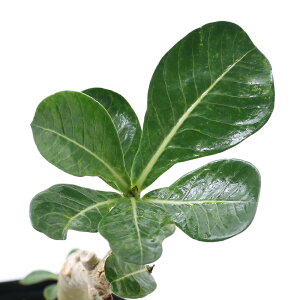 (多肉植物)アデニウム オベスム ヴィーナス 4号(1鉢) コーデックス