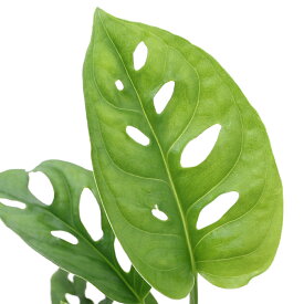 （観葉植物）マドカズラ　（モンステラ　フリードリヒスタリー）　3号（1ポット）