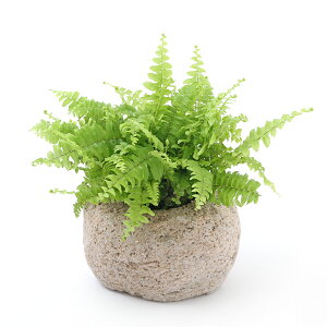 (観葉植物)苔盆栽 ネフロレピス ツデー 抗火石鉢植え Mサイズ(1鉢)山苔 鉢植え おしゃれ 室内 プレゼント