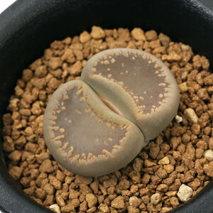 iAjing[vX@֋ʁ@ԁ@1A@2D5i1j