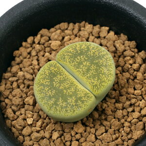 iAjing[vX@ArjJ@1A@2D5i1j