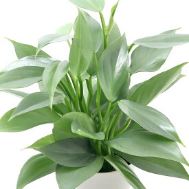 （観葉植物）フィロデンドロン　シルバーメタル　3〜3．5号（1ポット）
