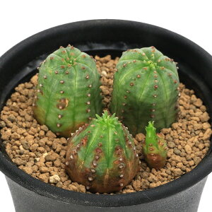 iAj[tHrA@vZEhO{[T@JLe@3A@2D5i1j@JLe