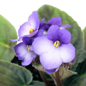 iϗtAjZg|[A@{j[^u[@Iv`}@3D5i1j