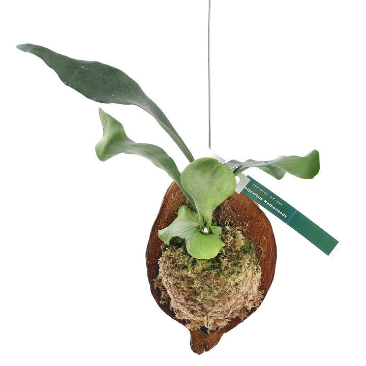 楽天市場】（観葉植物）コウモリラン ビカクシダ ヤシの実仕立て（1個 