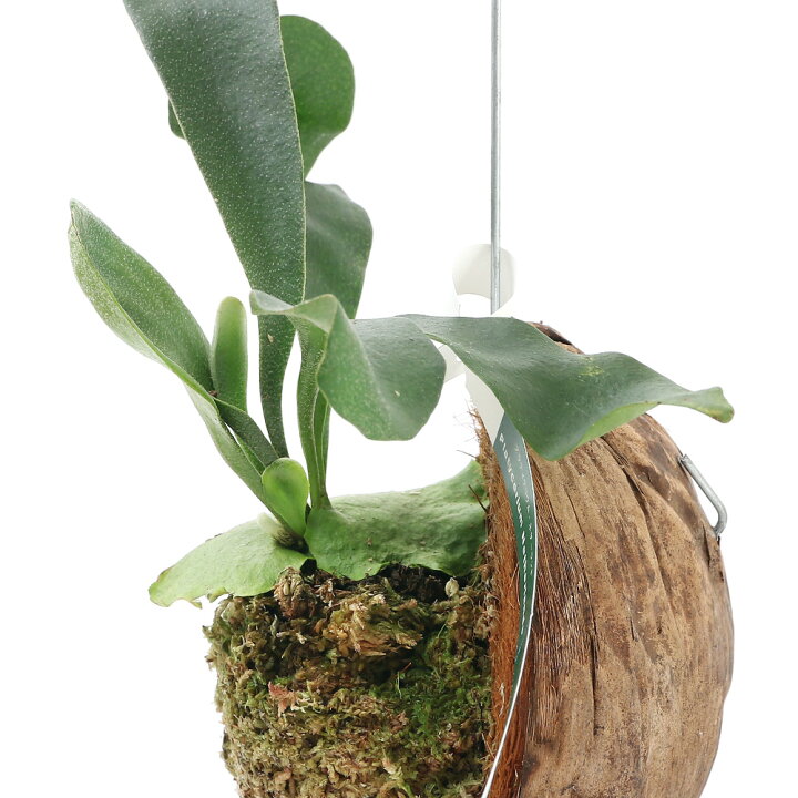 楽天市場】（観葉植物）コウモリラン ビカクシダ ヤシの実仕立て（1個 