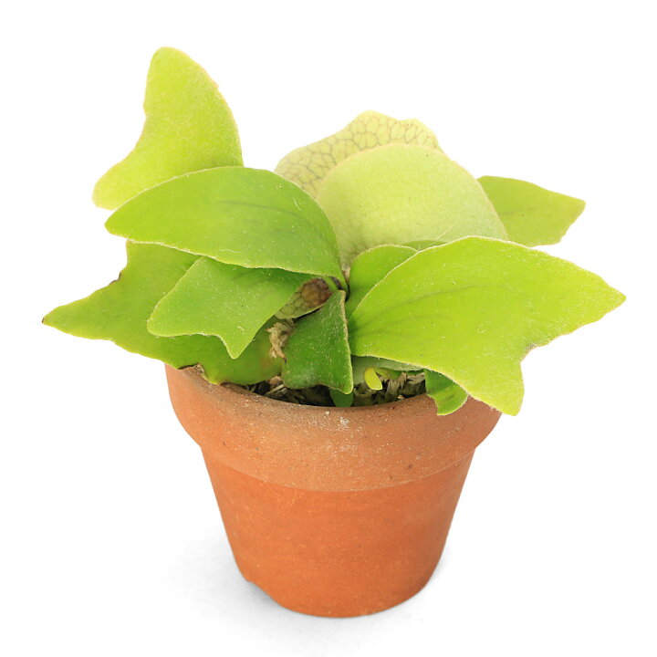 楽天市場】（観葉植物）コウモリラン ビカクシダ 素焼鉢 2号（1鉢 
