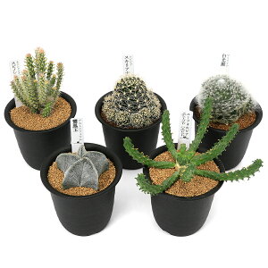 iAjK[fjO܁IJN^Xĉ҂背A3ZbgI