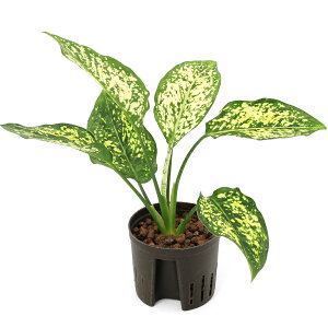 iϗtAjnChc9ӁELTCY@AOIl}@^CXm[t[NXi1|bgj