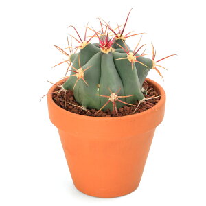 iAjfĔ@T{e@tFJN^X@̊iCJEj@3i1j