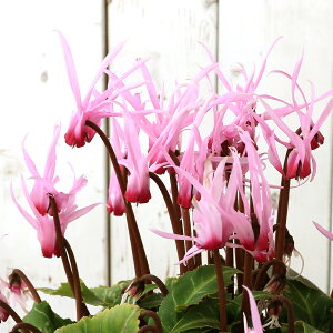 �i�ϗt�A���j�V�N�������@�s�[�R�b�N�@4���@�J�ԏI�����i1�|�b�g�j