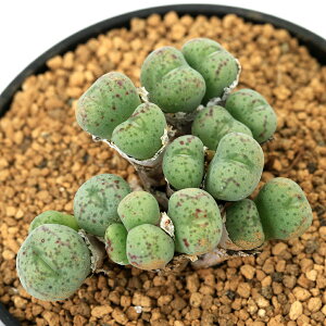 iAjRmtBc@WN_@IrN@2i1j