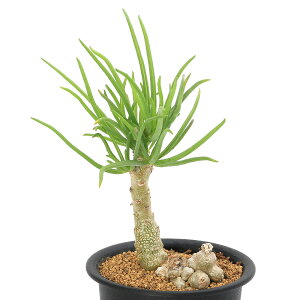 iAjZlVI@eBLyX@3i1|bgj