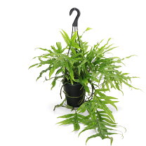 着生シダ 花・観葉植物 花・ガーデン・DIY の通販