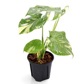 （観葉植物）モンステラ　タイコンストレーション　斑入り　3．5〜4号（1鉢）
