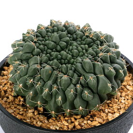 （多肉植物）サボテン　ギムノカリキウム　バルディアナム　6号（1鉢）