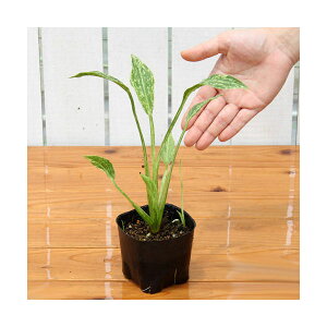 irIg[vjA@TW^A@O~lA@NbVACXiiKoI_Jj3i1|bgjAixԁj