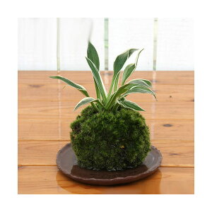 (盆栽)苔玉 ギボウシ(3個) 観葉植物 コケ玉(休眠状態)