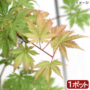 i~́j~W@|bg@AAhl@4`6i1jsixԁj