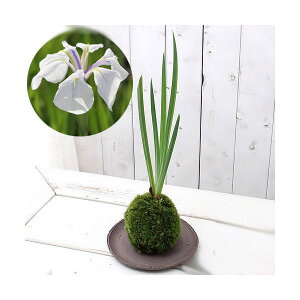 i~́jۋʁ@JLco^ii킨܂ji1j@ϗtA@RPʁixԁj