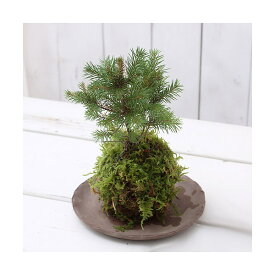 （盆栽）苔玉　ミニ樹木　品種おまかせ（1個）　観葉植物　コケ玉