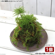 （盆栽）苔玉　コウヤノマンネングサ（1個）　観葉植物　コケ玉