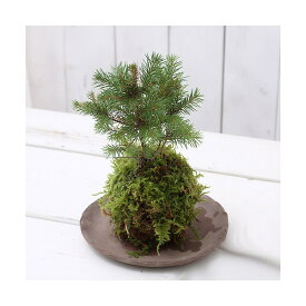 （盆栽）苔玉　ミニ樹木　品種おまかせ（3個）　観葉植物　コケ玉