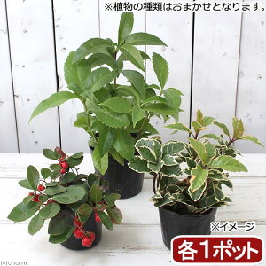 iR쑐j~́@܂@N3Zbg@2D5`4ixԁj