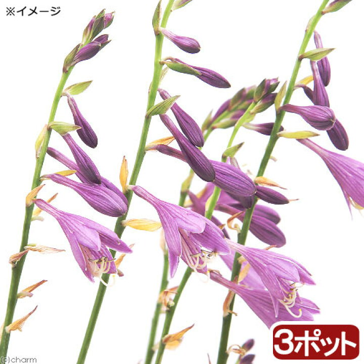 楽天市場】（山野草）ギボウシ（擬宝珠） コバギボウシ（小葉擬宝珠 