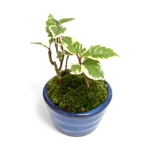 (山野草)苔盆栽 おまかせ山野草 ミニ小鉢植え 鉢色おまかせ(1鉢)