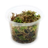 （観葉植物）テラリウム　苔　カップ売り　国産　生ミズゴケ（生水苔）（1カップ）